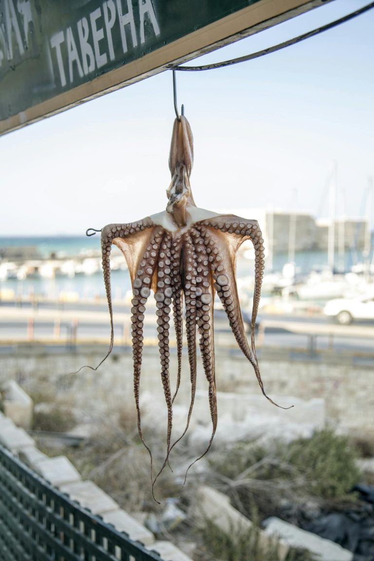 Octopus hanging on metal hook as decoration in seafood restaurant in coastal sunny town