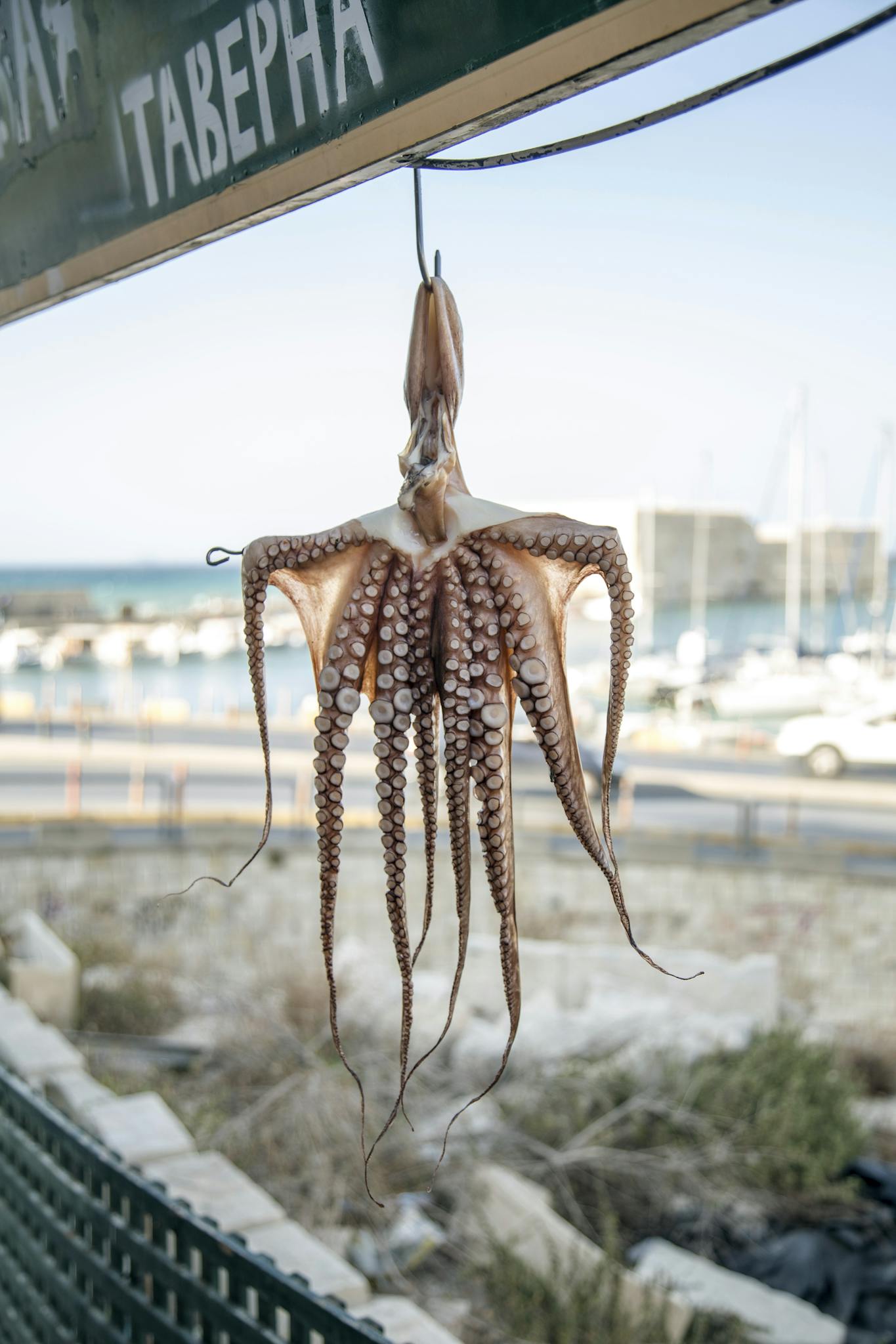 Octopus hanging on metal hook as decoration in seafood restaurant in coastal sunny town
